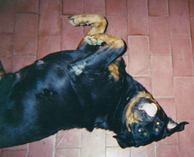 Bruji photo